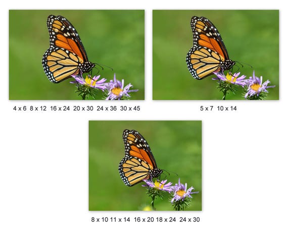 オオカバマダラの写真 - 蝶の自然写真 - 縦向きの蝶の花のプリント