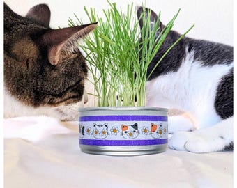 Odlingskit för ekologiskt kattgräs: Återvunnet planteringsmedel, vetegräsfrön