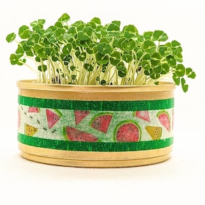 May include: A small, round, gold-colored planter with a green and white watermelon pattern. The planter is filled with green microgreens.