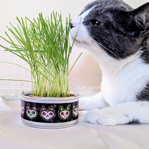 May include: A gray and white cat sniffing a pot of green grass growing in a metal can with a black and white design featuring colorful cat skulls.