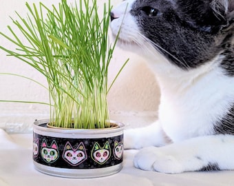Odlingskit för ekologiskt kattgräs: Design av sockerskallekatter