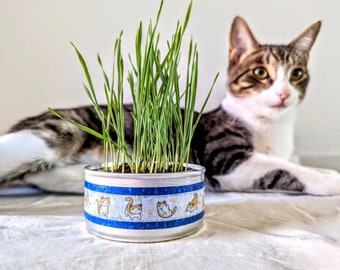 Organic Cat Grass Growing Kit | Healthy Treat | Pet Grass | Organic Wheatgrass - Blue Celestial design