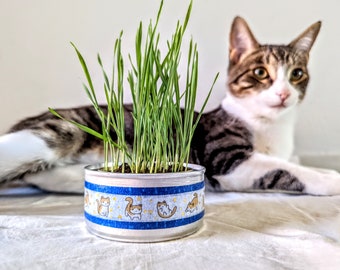 Kit de cultivo de hierba gatera orgánica / Celestial Cat Design