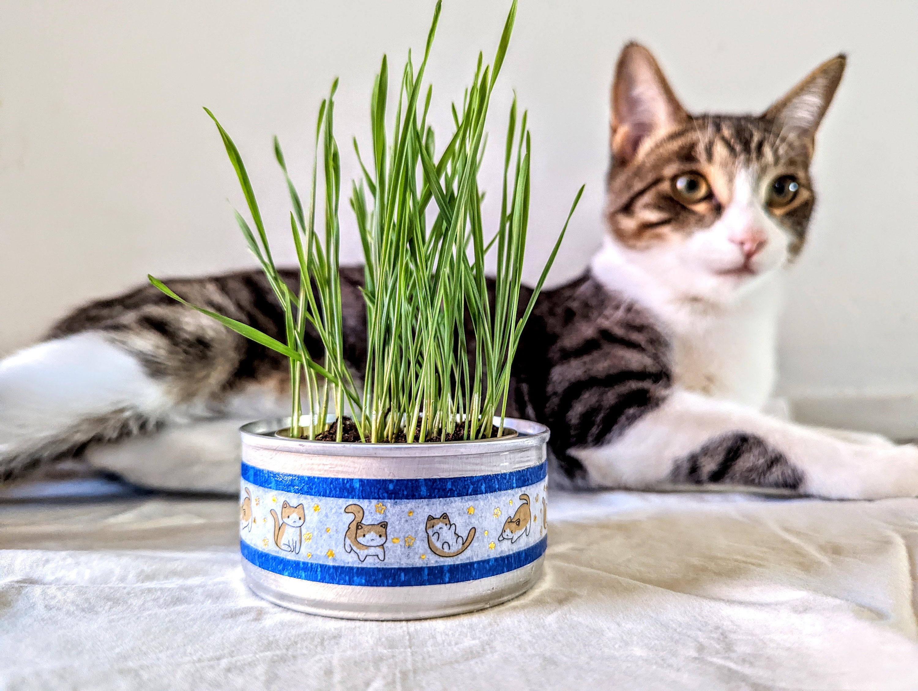 Pack tête de chat - 1 Jouet tête de chat + 1 Pot tête de chat et 2 sachets  de graines d'herbe à chat à planter