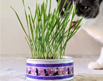 Organic Cat Grass Growing Kit | Healthy Treat | Pet Grass | Organic Wheatgrass - Purple Sakura Design