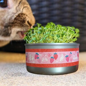 Op de afbeelding: Een kleine, grijze metalen container gevuld met groene spruiten. De container is versierd met een roze band met aardbeien en konijntjes. De kop van een kat is zichtbaar op de achtergrond, in de buurt van de container.
