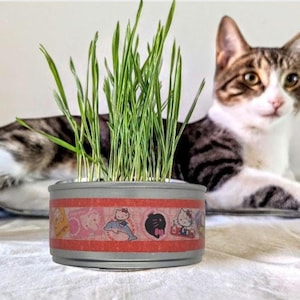 Odlingskit för ekologiskt vetegräs: Hello Kitty återvunnen burk, kattgodis