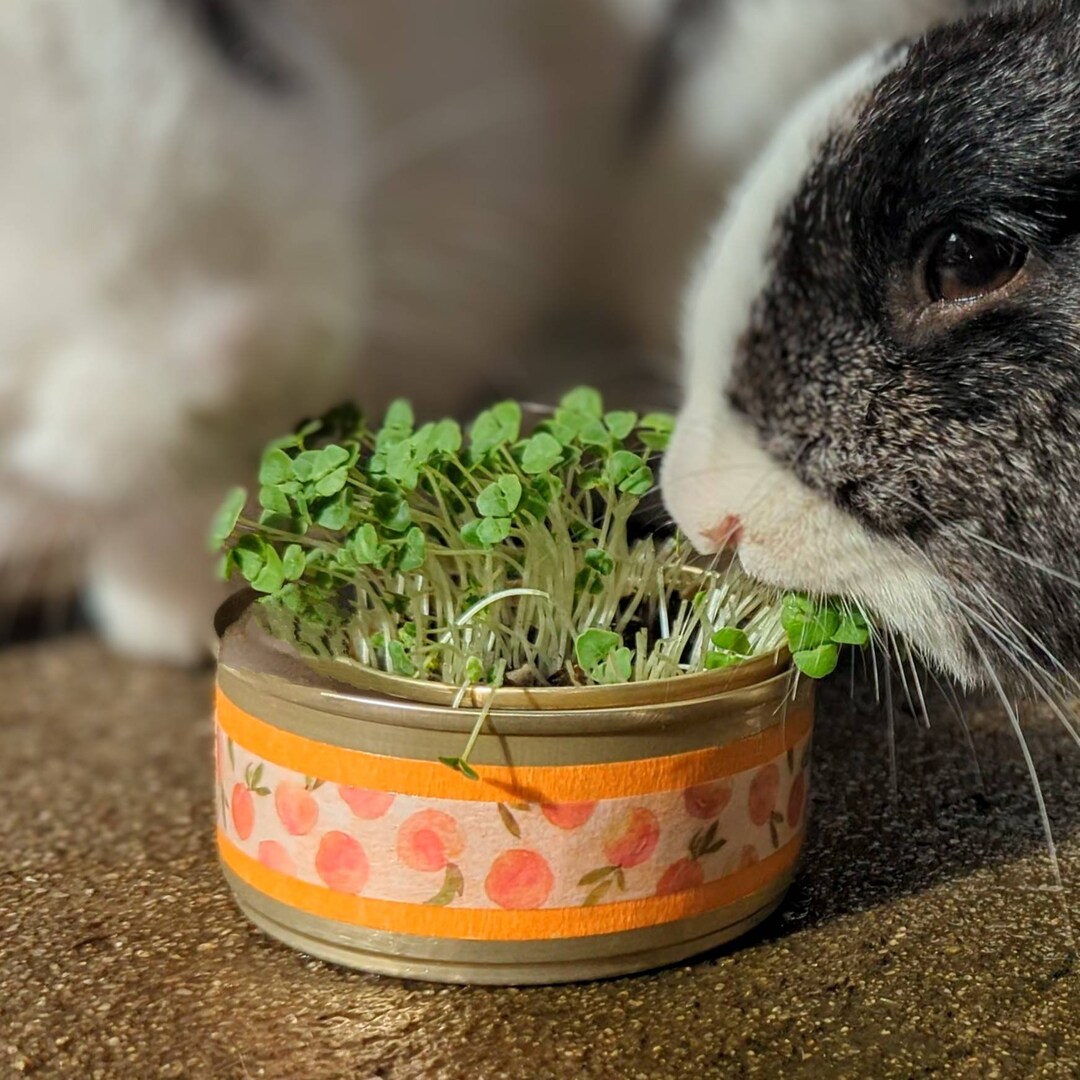 Healthy Treat for Rabbits, Guinea Pigs, Hamsters, Chinchillas Organic