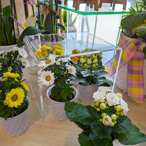 Puede incluir: Cuatro pequeñas plantas en maceta con flores blancas. Las plantas están en macetas blancas con un patrón texturizado. Las plantas están sobre una superficie de madera clara. Las plantas están en una caja de acrílico transparente.