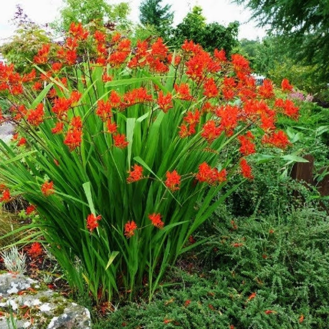Red Crocosmia Lucifer 50 Seeds Etsy