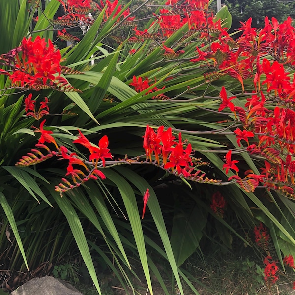 Red Crocosmia Lucifer 50 seeds