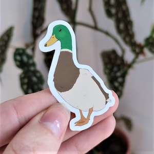 cute male mallard duck vinyl sticker