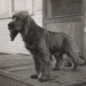 Vintage 1940s-1950s Snapshot of a Handsome Spaniel Posed on a Porch