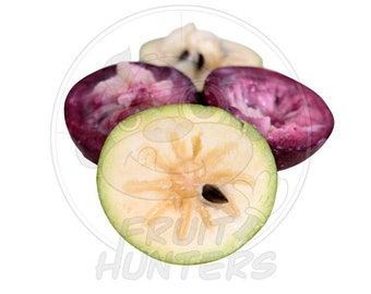 PRE Order Star Apple | Milk Fruit | Caimito | Cainito | Tropical Fruit | Exotic Fruit | Fresh Fruit | Organic Fruit | Fruit