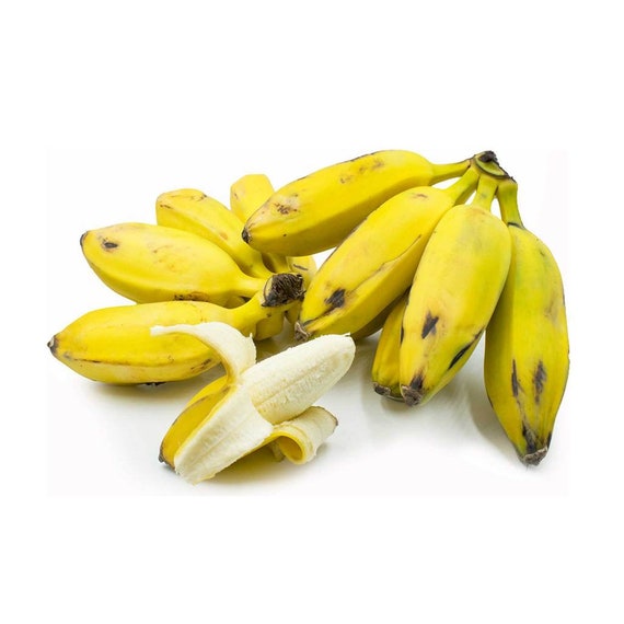 Burro Banana Alkaline Platano Plantain Tropical Fruit Exotic Fruit Fresh  Fruit Organic Fruit Sebi Approved -  Norway