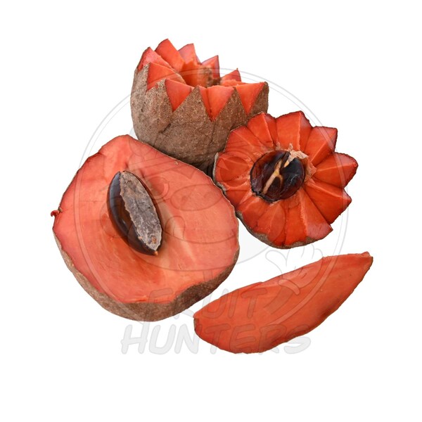 PRE ORDER Mamey Sapote | Zapote | Tropical Fruit | Exotic Fruit | Fresh Fruit | Organic Fruit | Fruit