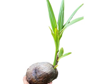 Coconut Tree Sprout | Tropical Tree | Coconut Palm | Tropical Fruit | Exotic Fruit | Fresh Fruit | Organic Fruit | Coconut