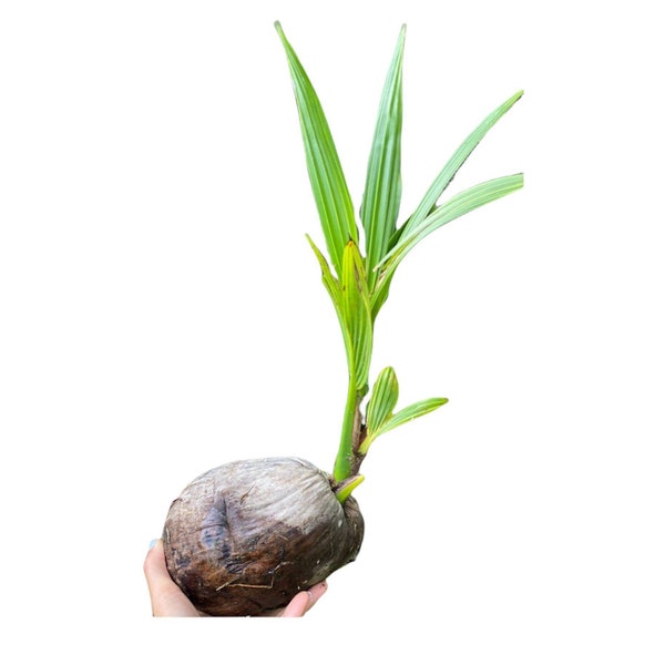 Coconut Tree Sprout | Tropical Tree | Coconut Palm | Tropical Fruit | Exotic Fruit | Fresh Fruit | Organic Fruit | Coconut