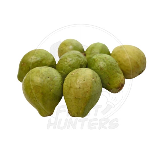 PRE-ORDENE Guayaba Roja / Guayaba / Fruta Tropical / Fruta - Etsy España PRE-ORDENE Guayaba Roja / Guayaba / Fruta Tropical / Fruta - Etsy España