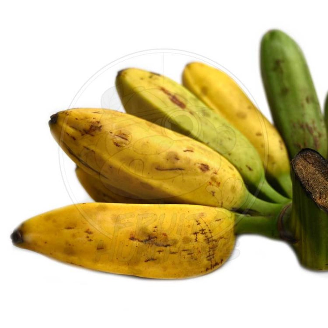 Banane, Fruit exotique : vente en ligne Banane, Fruit exotique 