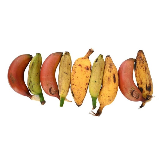 Banana Variety Box Guineo Tropical Fruit Exotic Fruit Fresh Fruit Organic  Fruit Fruit 