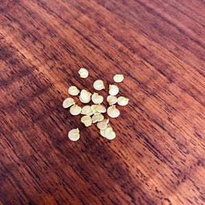 Bell Pepper Seeds
