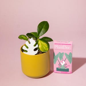 Color Change Moisture Indicator for Houseplants Biodegradable and a Great Gift for Plant Lovers PlantDoc Mini Monstera Rhaphidophora