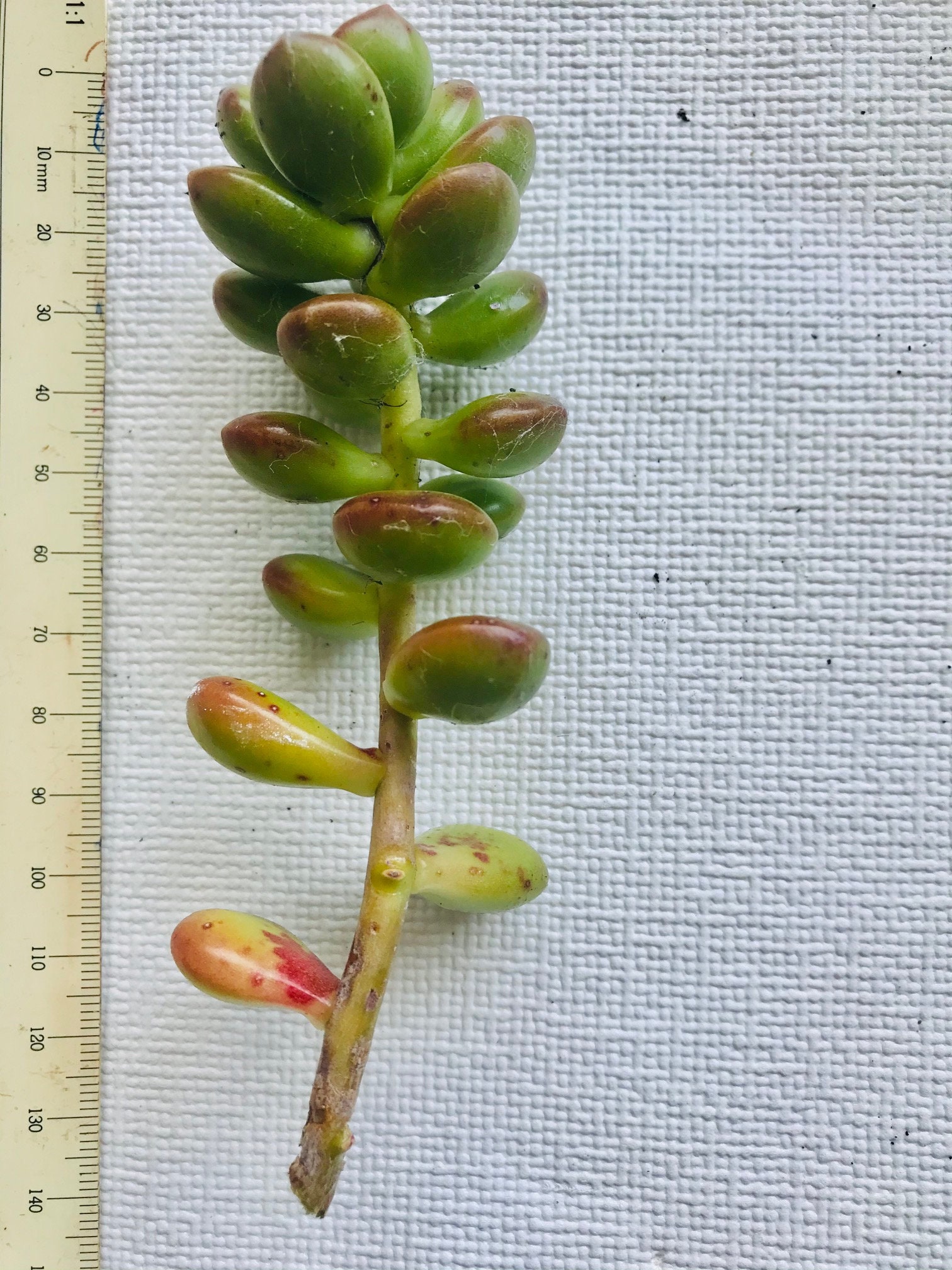 10 Large Succulent Cuttings Etsy