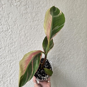 Musa nono pink variegated banana - Etsy 日本