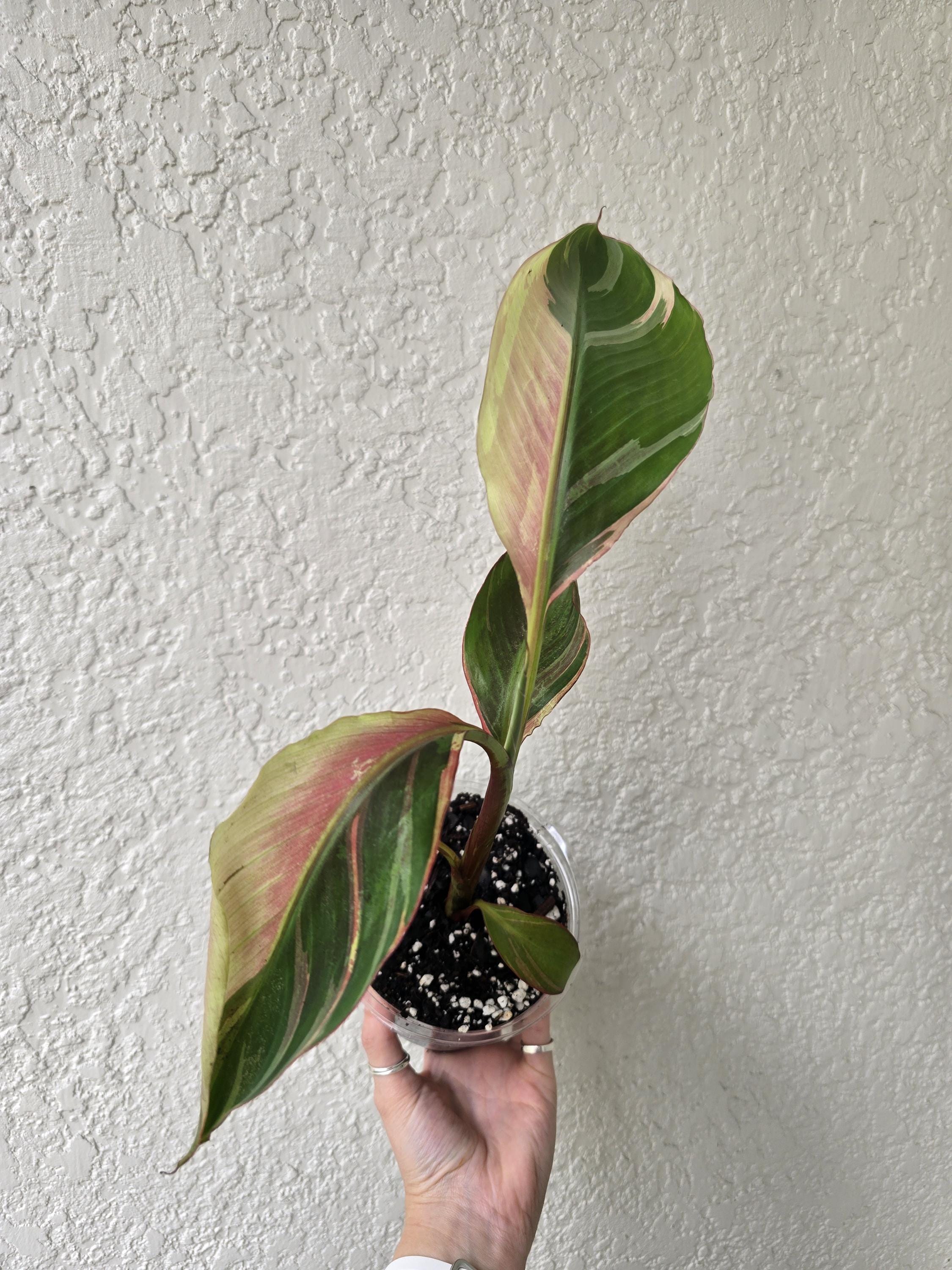 Musa nono pink variegated banana - Etsy 日本