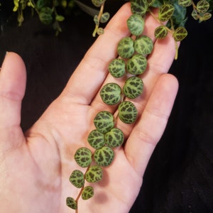 Cuttings - String of Turtles -  Peperomia Prostrata - Trailing Plant - Strings of Turtles - Cutting