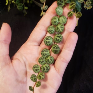 Stekken - Schildpaddenstreng - Peperomia Prostrata - Hangplant - Schildpaddenstreng - Stekken