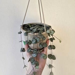 Cutting - String of Hearts-Ceropegia -Cutting