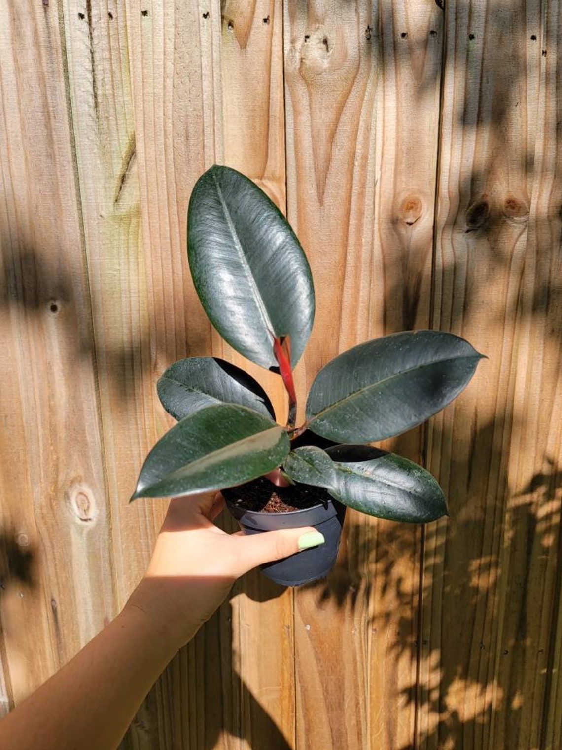 Burgundy Rubber Tree Etsy