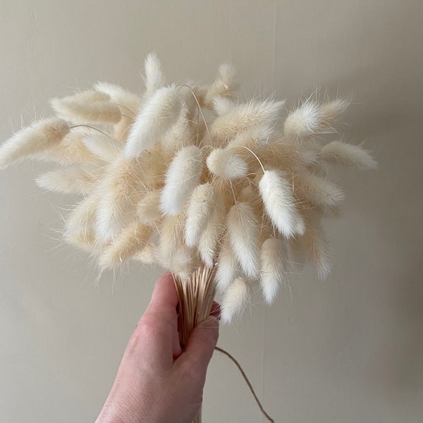 Cream Ivory Colored Dried Bunny Tail Grass, Dried Lagurus, Wedding Flowers, Filler Flowers, Dried Flowers, Cream Lagurus, Dried Bunny Tail