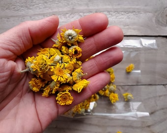 Naturally Dried Dyer's Chamomile, Natural Dye Supply