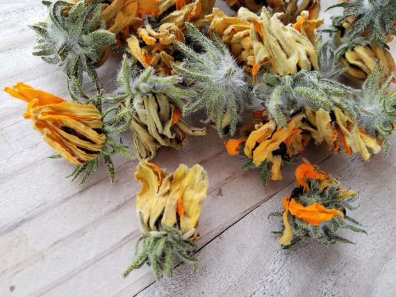 Dried Rudbeckia, Natural Dye Plant Material