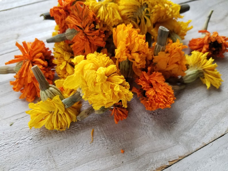 Puede incluir: Una colecci&oacute;n de flores de cal&eacute;ndula secas en tonos naranja y amarillo. Las flores est&aacute;n dispuestas sobre una superficie de madera clara.