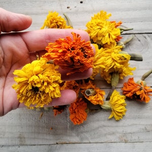 Dried American Marigold Heads, Natural Dye