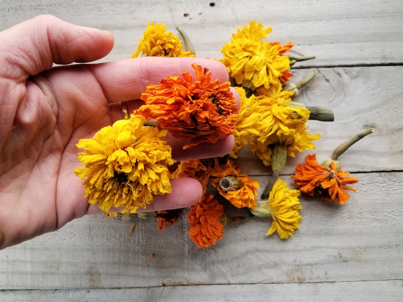 Puede incluir: Una mano sosteniendo un manojo de flores secas de cal&eacute;ndula naranja y amarilla. Las flores est&aacute;n dispuestas en un grupo suelto, con algunos tallos visibles. Las flores son de un naranja y amarillo vibrantes, y tienen una textura delicada y de papel.