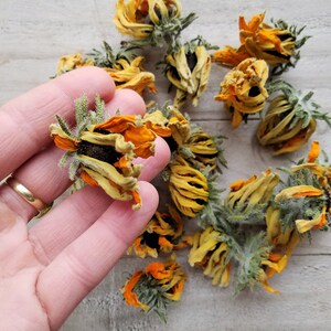 以下が含まれることがあります： 緑色の茎と葉を持つ、黄色とオレンジ色の乾燥したマリーゴールドの花。花はさまざまな開花段階にあり、完全に開いているものもあれば、まだ閉じているものもあります。花は明るい木材の表面に散らばっています。