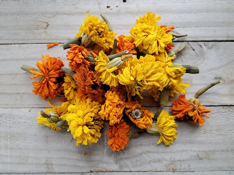 Puede incluir: Un mont&oacute;n de flores de cal&eacute;ndula secas en tonos naranja y amarillo, con algunos tallos todav&iacute;a unidos, sobre un fondo de madera blanca.