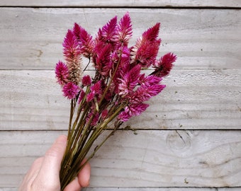 Dried Ruby Parfait Celosia Flowers, Bunch of Fifteen