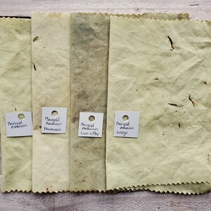 Puede incluir: Cuatro muestras de tela te&ntilde;idas con cal&eacute;ndula, etiquetadas como "Marigold American", "Marigold American Pawnee", "Marigold American iron after" y "Marigold American vulgaris".