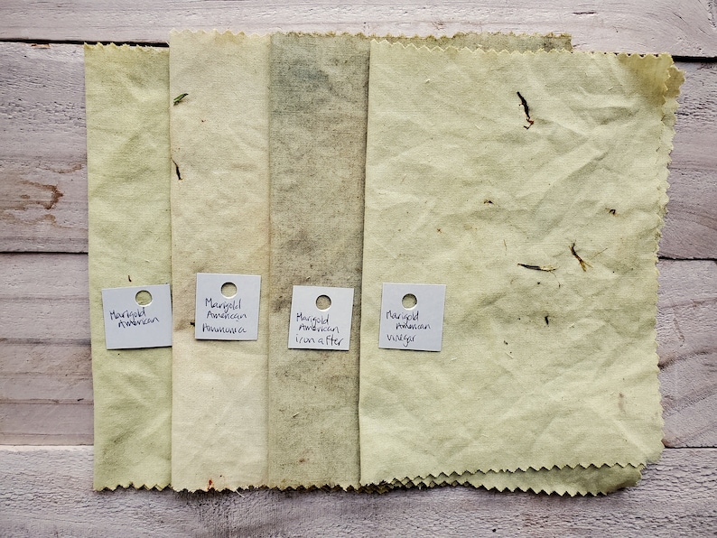 Puede incluir: Cuatro muestras de tela te&ntilde;idas con cal&eacute;ndula, etiquetadas como "Marigold American", "Marigold American Pawnee", "Marigold American iron after" y "Marigold American vulgaris".