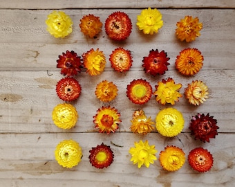 25 Large Orange and Yellow Dried Strawflower Heads