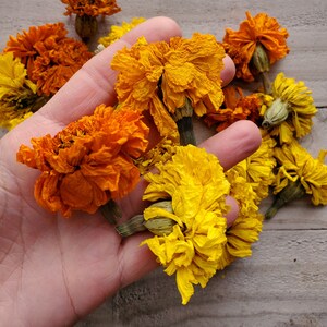 Puede incluir: Una mano sosteniendo un conjunto de flores de cal&eacute;ndula secas en tonos naranja y amarillo. Las flores est&aacute;n dispuestas en un ramo y tienen un aspecto r&uacute;stico y natural.