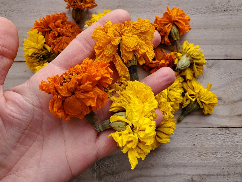 Puede incluir: Una mano sosteniendo un conjunto de flores de cal&eacute;ndula secas en tonos naranja y amarillo. Las flores est&aacute;n dispuestas en un ramo y tienen un aspecto r&uacute;stico y natural.