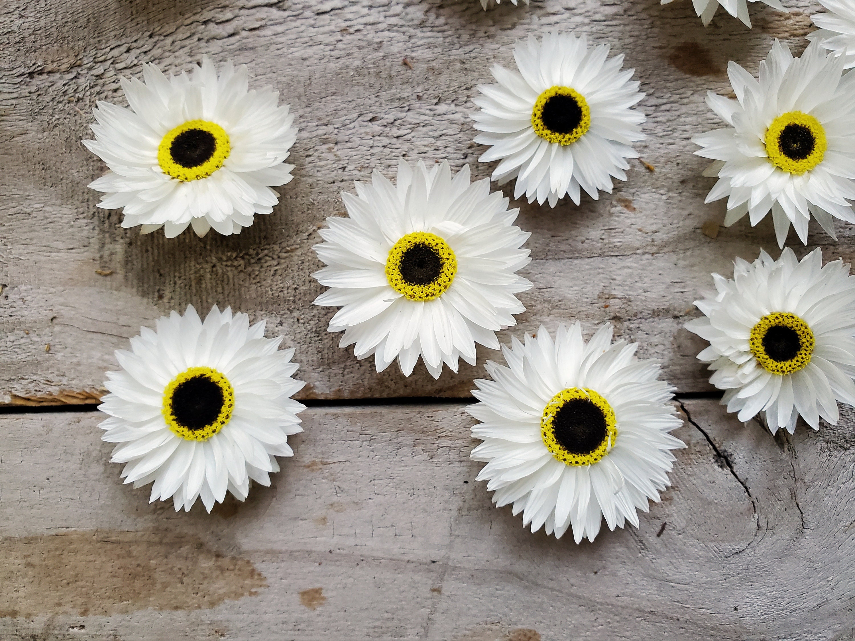 Dried White Daisies / Dried Rodanthe Natural / Rustic Home Decor / Rustic  Wedding Decoration