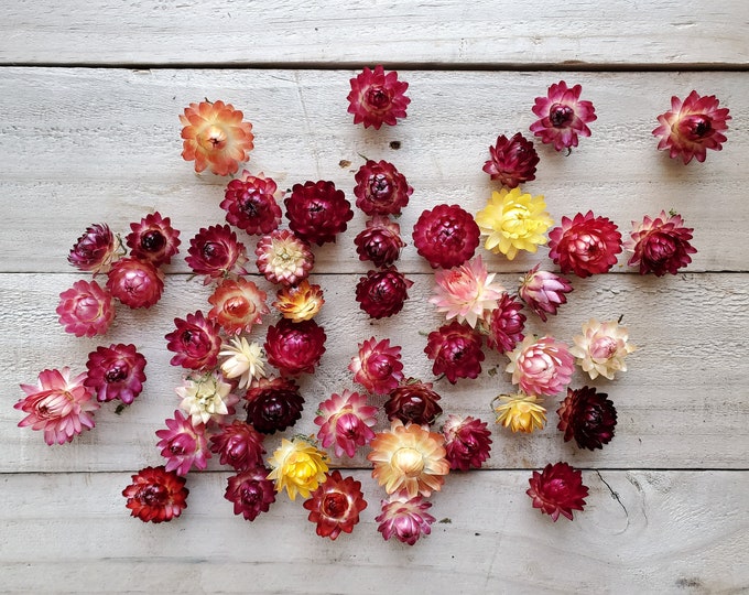 50 Small Dried Strawflower Heads Etsy